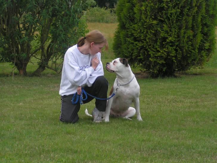 Amerikansk bulldog Margrethelund´s Tøsen - kontakt.. vil jeg helst ikk... men mor vil så gerne og hun har da også pæne øjne så hvorofor ikk?? billede 12