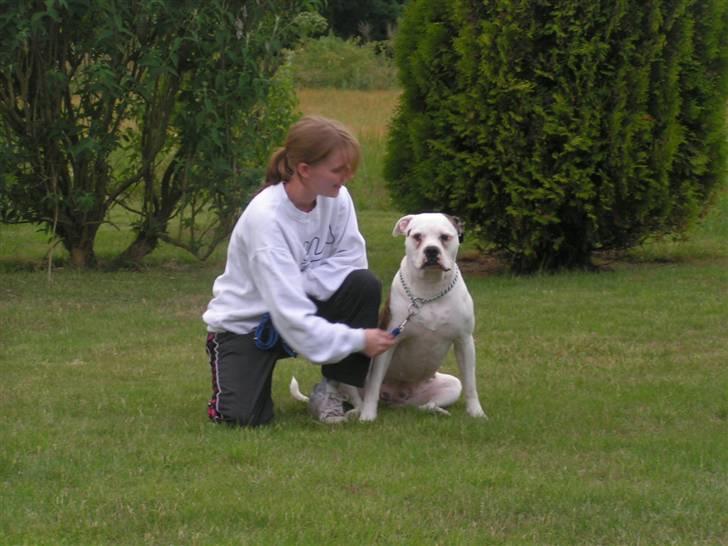 Amerikansk bulldog Margrethelund´s Tøsen - mor sider og beundre mig hihi er også smuk billede 13