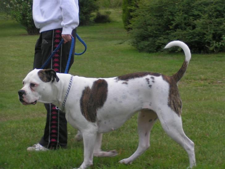 Amerikansk bulldog Margrethelund´s Tøsen - her kan i se mit fine ar..  billede 14