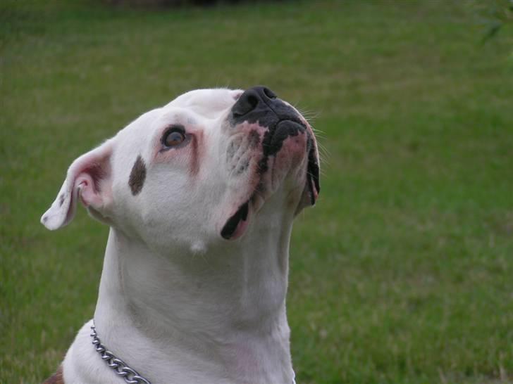 Amerikansk bulldog Margrethelund´s Tøsen - mor kan vist ikk få nok af mit kønne andsigt billede 15