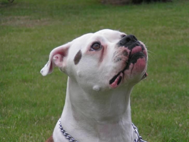 Amerikansk bulldog Margrethelund´s Tøsen - hihi rækker tunge af dig mor... billede 16