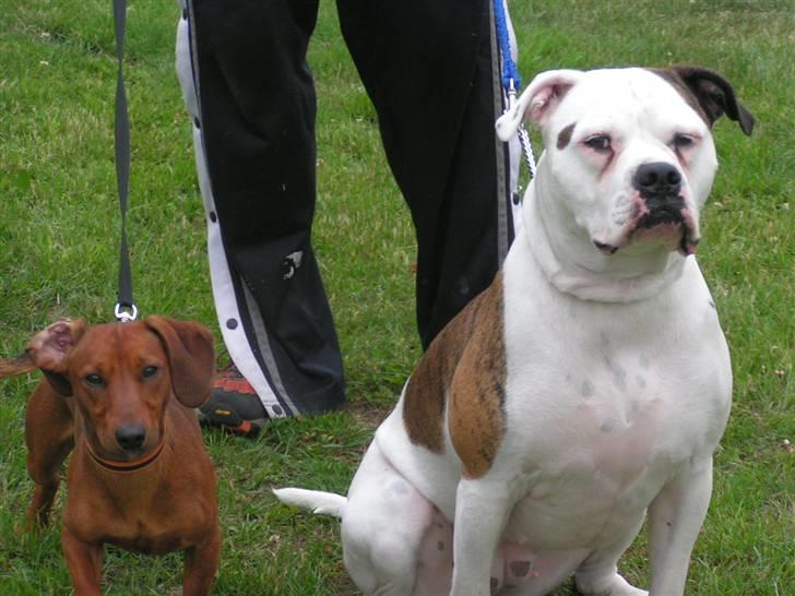 Amerikansk bulldog Margrethelund´s Tøsen - mig og eddi... haha jeg er bare størst bette bror  billede 18