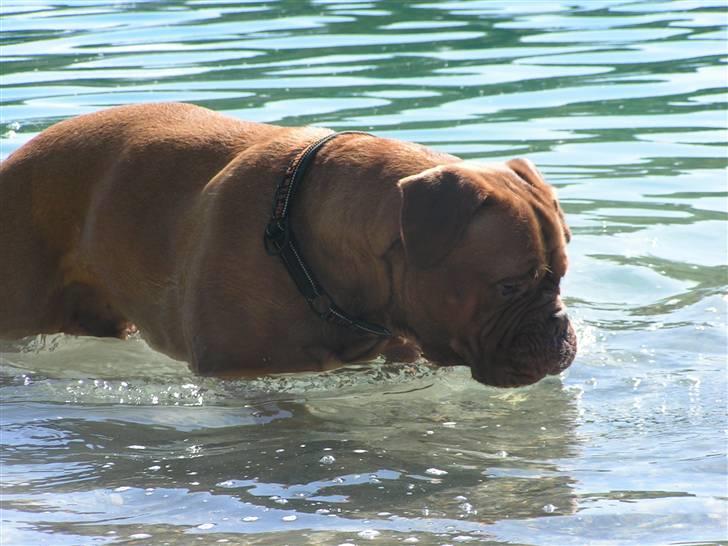 Dogue de bordeaux Kenzo *-- R.I.P --* billede 10