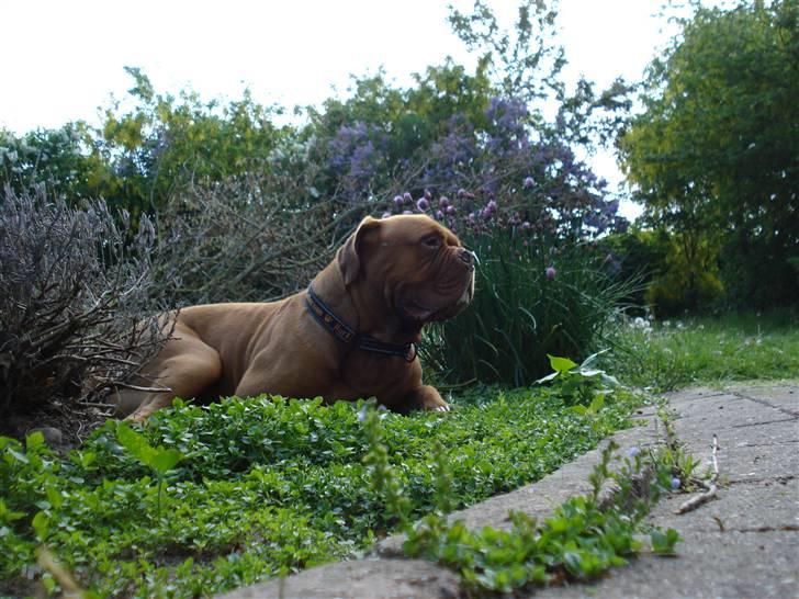 Dogue de bordeaux Kenzo *-- R.I.P --* - 25.05.2009 billede 12