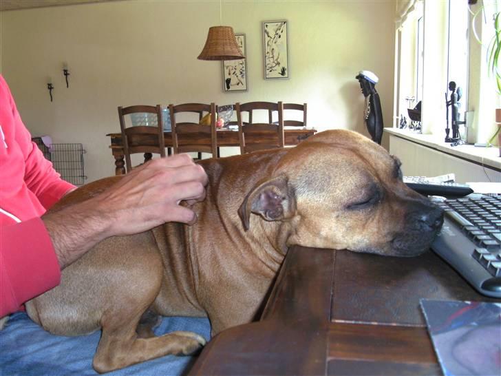 Staffordshire bull terrier Solo billede 1