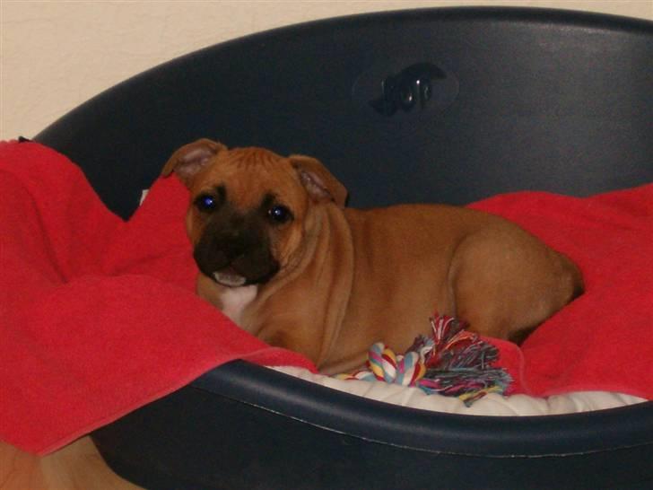 Staffordshire bull terrier Solo billede 2