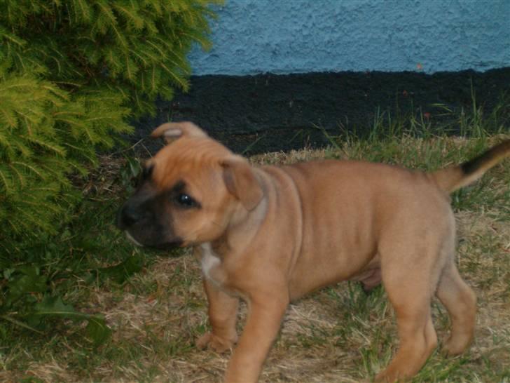Staffordshire bull terrier Solo billede 3