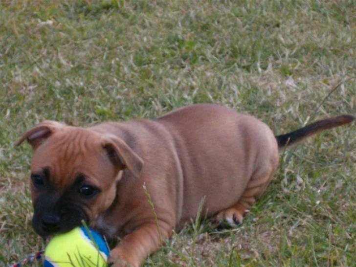 Staffordshire bull terrier Solo billede 4