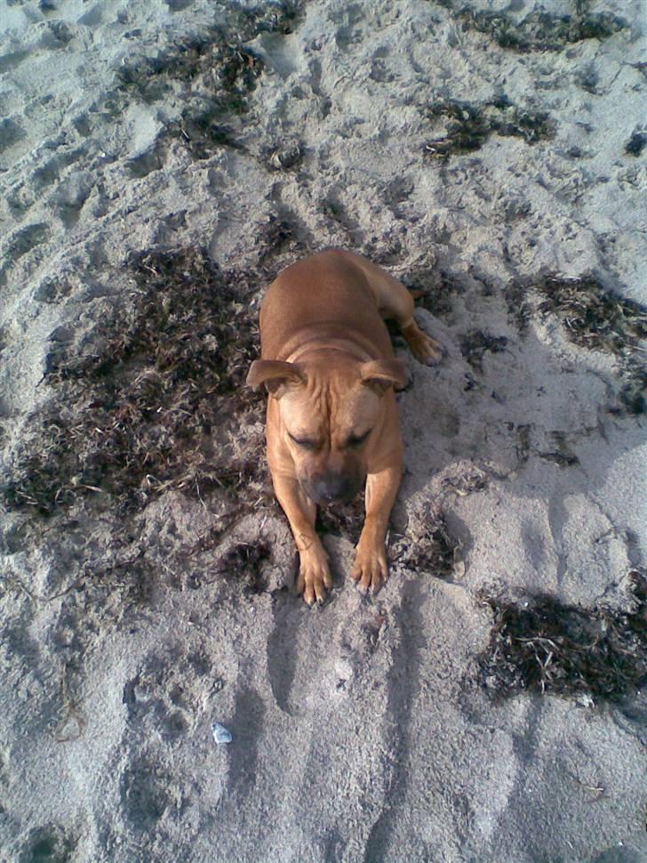 Staffordshire bull terrier Solo billede 5