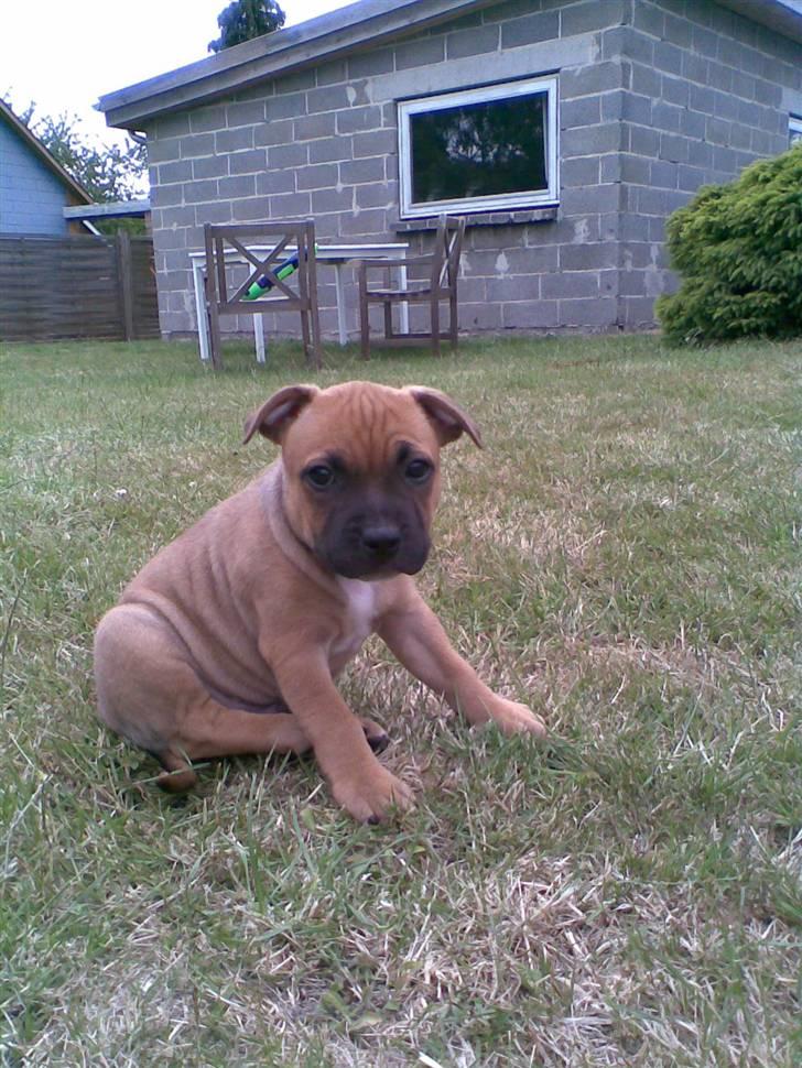 Staffordshire bull terrier Solo billede 6
