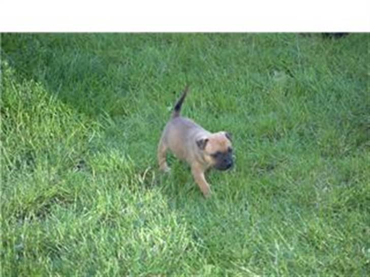 Staffordshire bull terrier Solo billede 7