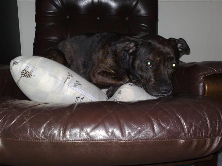 Blanding af racer Basse billede 1