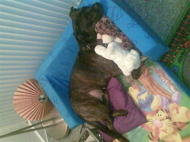 Blanding af racer Basse - dejligt jeg må sove på Lucas sovesofa :-) billede 2