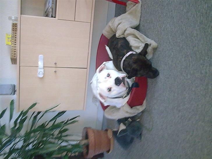 Blanding af racer Basse - deler glædeligt sin kurv med spike billede 6