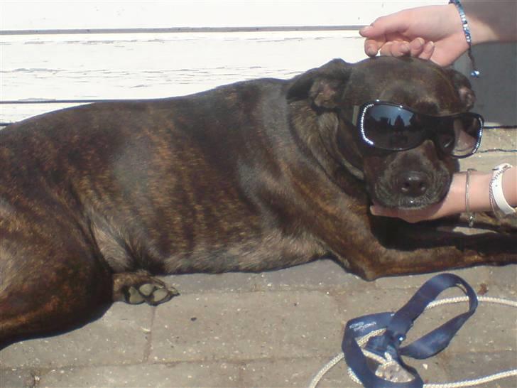 Blanding af racer Basse - nyder solen billede 7