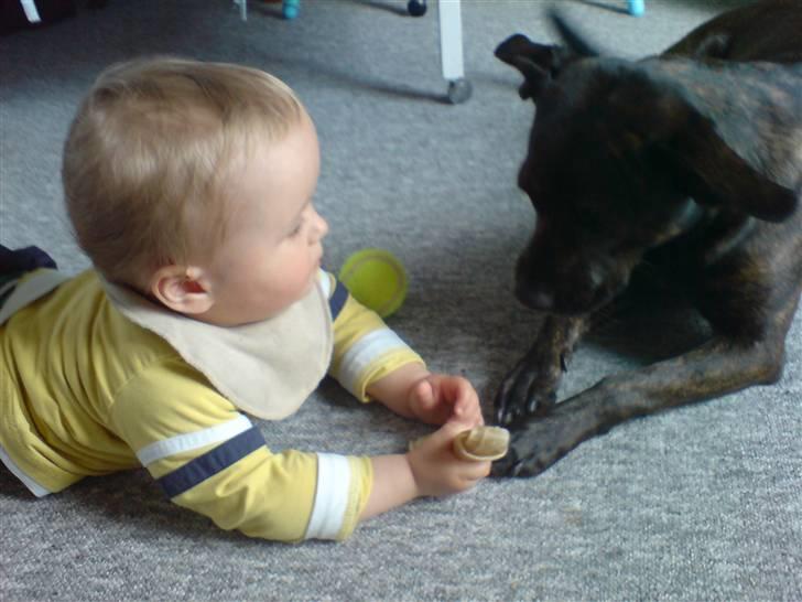 Blanding af racer Basse billede 8