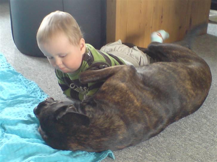 Blanding af racer Basse billede 9