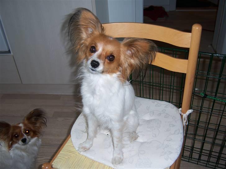 Papillon Spolum´s Wilma - Wilma billede 1