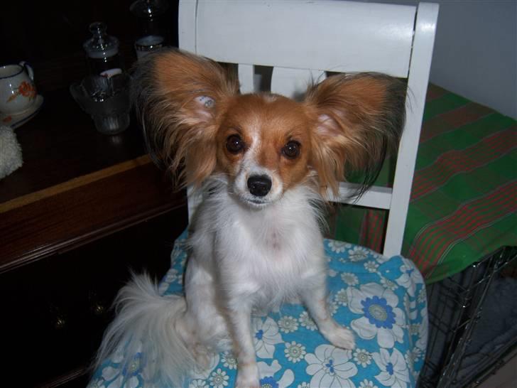 Papillon Spolum´s Wilma - Wilma den skønne  billede 2