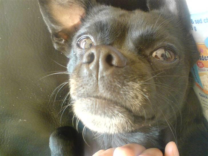 Blanding af racer Molly R.I.P - Neeej.. Jeg ligner da ik en abe?  billede 20