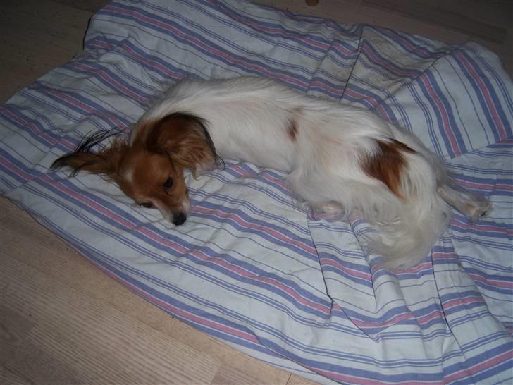 Papillon Spolum´s Wilma - Wilma for sig her et vel fortjent hvil for de 3 hvalpe  billede 3
