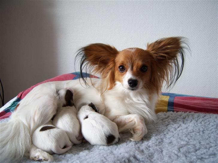 Papillon Spolum´s Wilma - Her ligger hun med sit kuld A 2008 billede 4