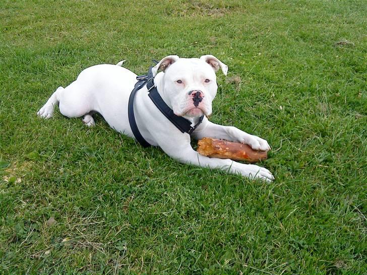 Amerikansk bulldog Sharp billede 19