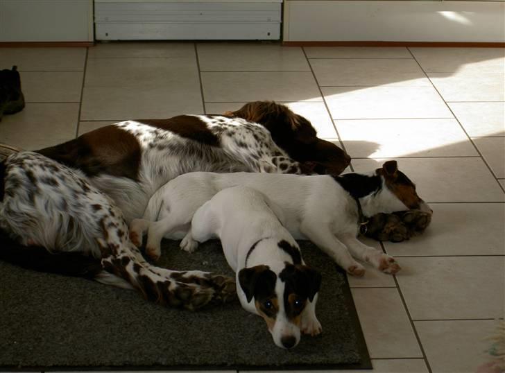 Jack russell terrier bibi billede 2