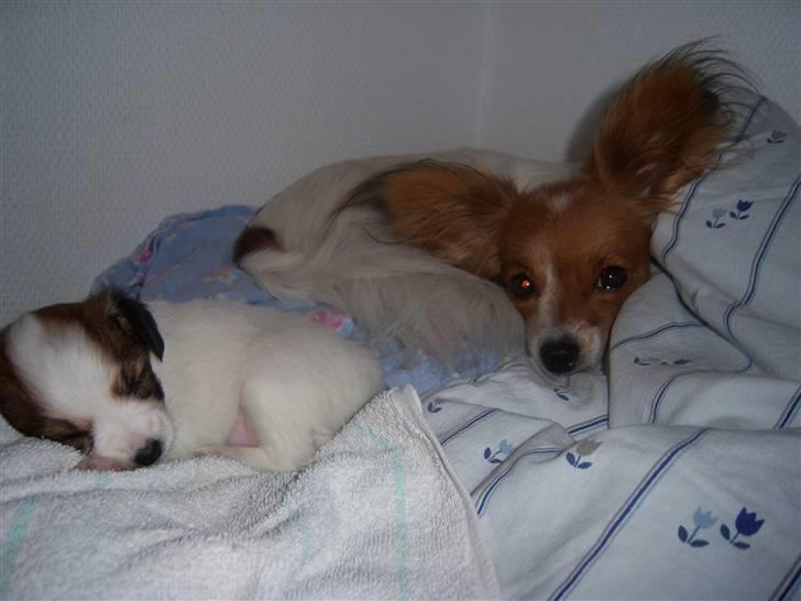 Papillon Spolum´s Wilma - Her ligger Wilma med en af sin datter Astrid  i min seng  billede 5