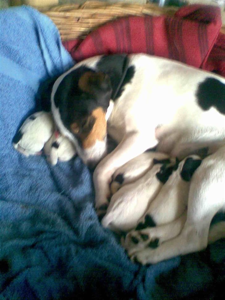 Jack russell terrier bibi billede 3