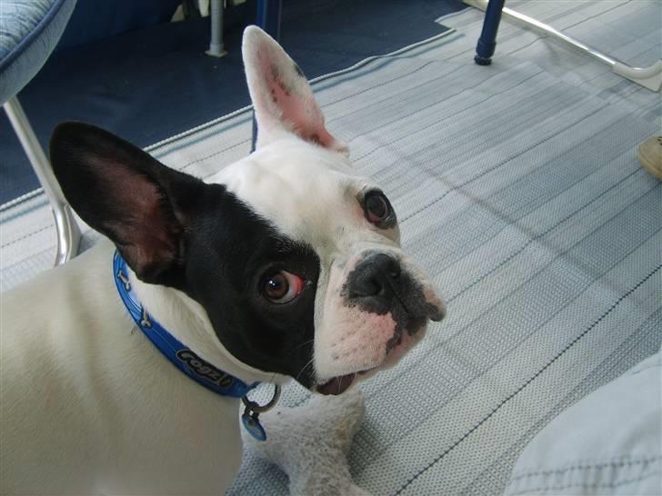 Fransk bulldog Cousteau billede 20