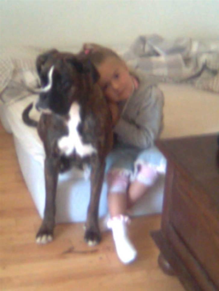 Boxer Boxon Brown Camille R.I.P billede 16