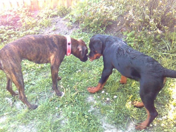 Boxer Boxon Brown Camille R.I.P billede 19