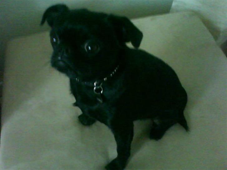 Blanding af racer Ludwig - Ludwig der sidder meeeeeeget pænt! billede 1