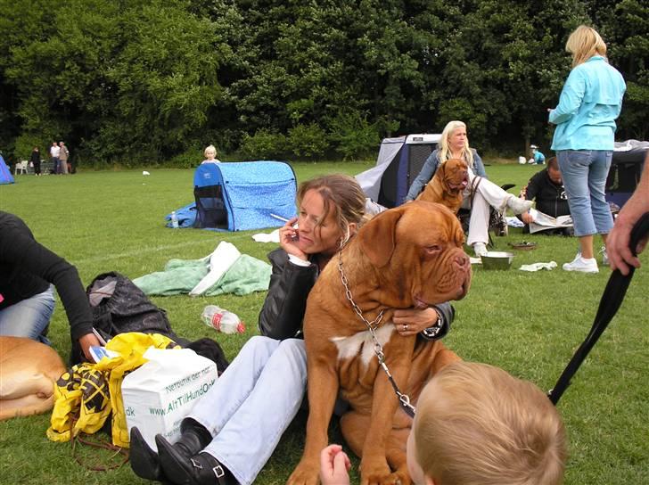 Dogue de bordeaux Ikaros R.I.P. billede 13