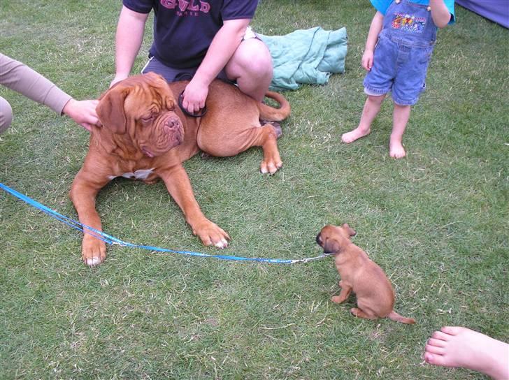 Dogue de bordeaux Ikaros R.I.P. billede 14