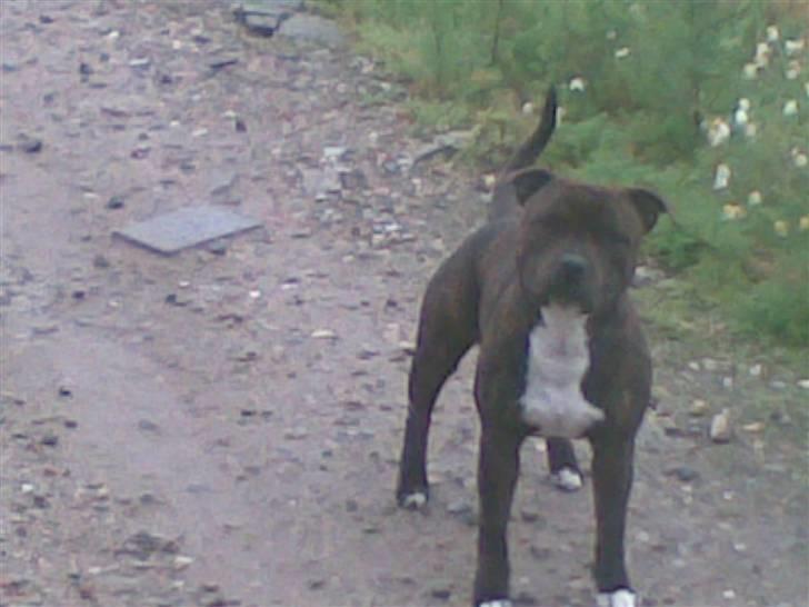 Staffordshire bull terrier Buller billede 7