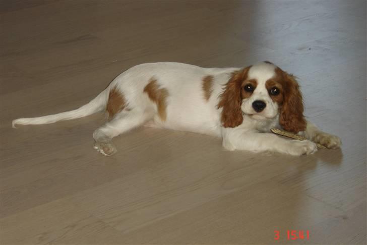 Cavalier king charles spaniel Greenland´s Esmeralda billede 7