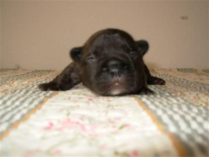 Fransk bulldog lui-aimees enzo = victor - Victor 10 dage gammel. billede 1
