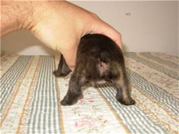 Fransk bulldog lui-aimees enzo = victor - se en fin stribe. billede 2