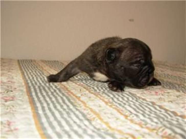 Fransk bulldog lui-aimees enzo = victor billede 3