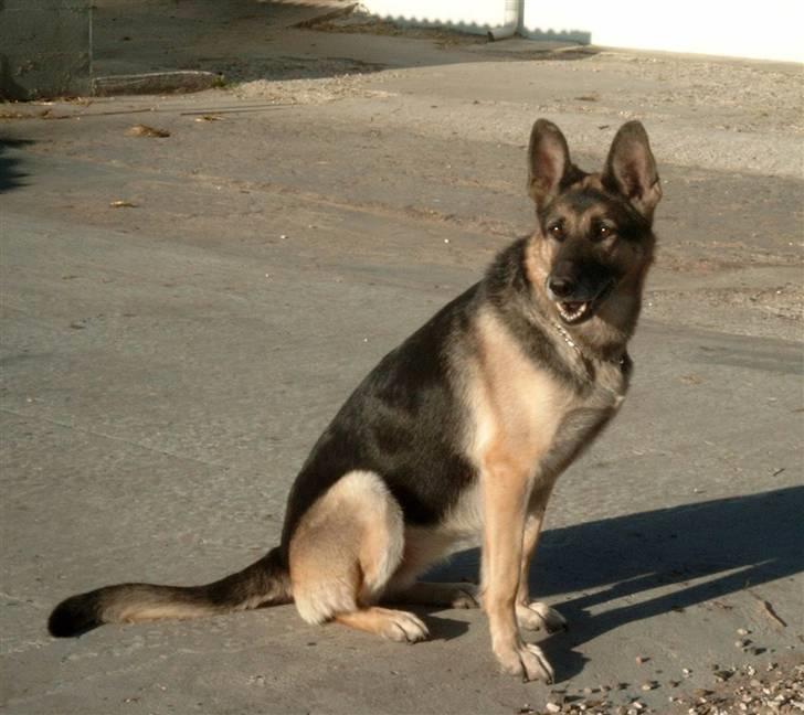 Schæferhund Nikki billede 8