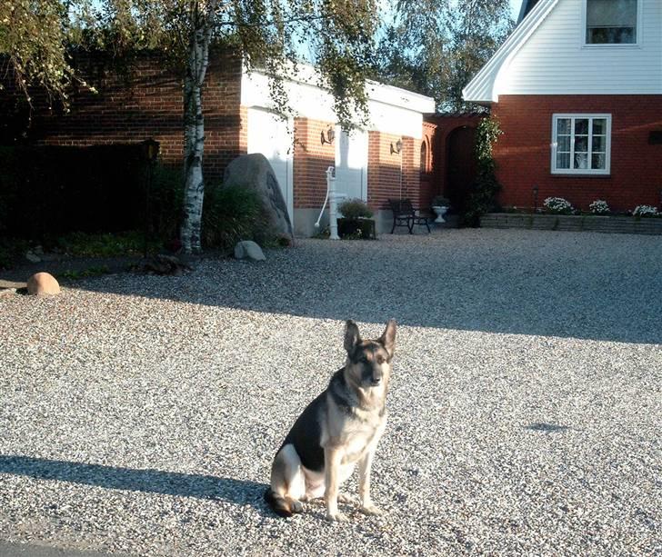 Schæferhund Nikki - Lidt vagthund er man vel? billede 9