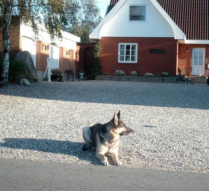 Schæferhund Nikki billede 10