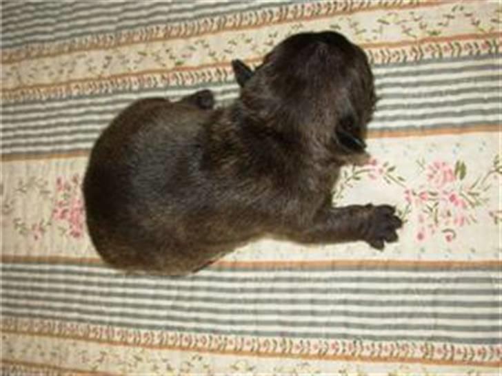 Fransk bulldog lui-aimees enzo = victor - En stor dreng skal jeg nok blive. billede 4