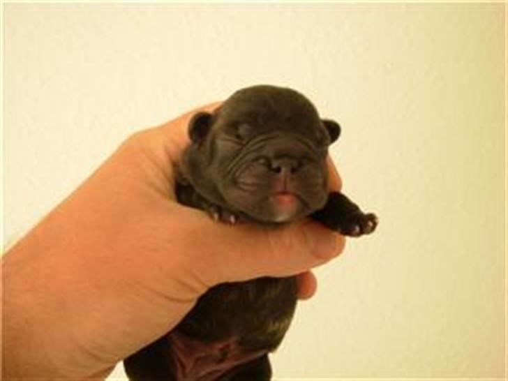 Fransk bulldog lui-aimees enzo = victor - Nyfødt billede 5