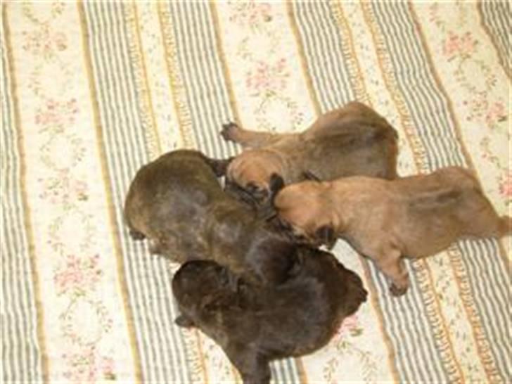 Fransk bulldog lui-aimees enzo = victor - sammen med mine søskende.. billede 6