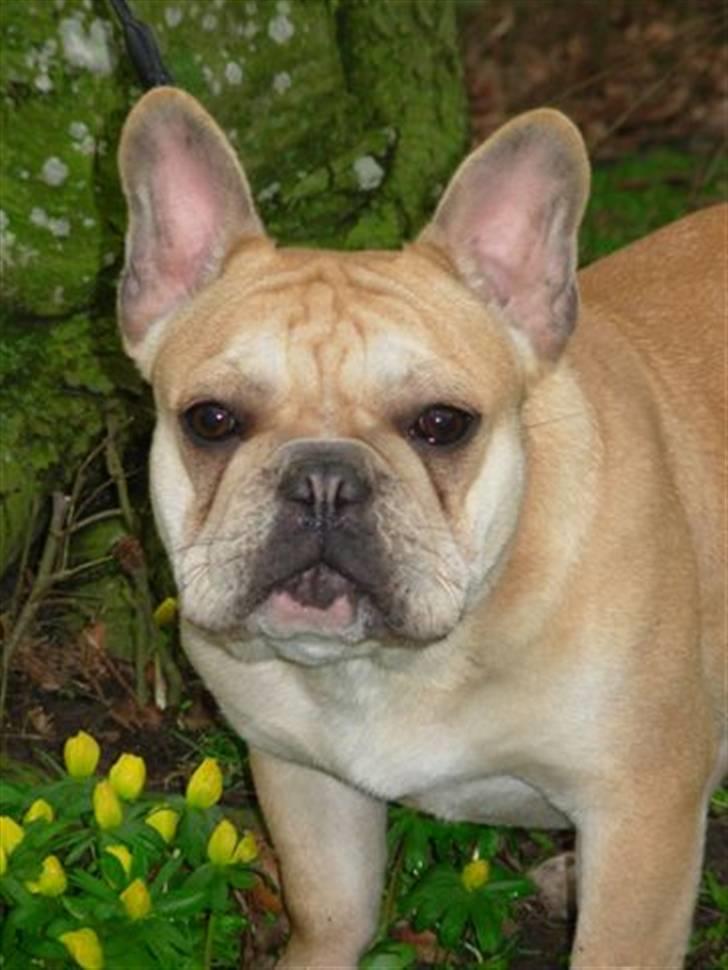 Fransk bulldog lui-aimees enzo = victor - Mor Olga.. billede 7