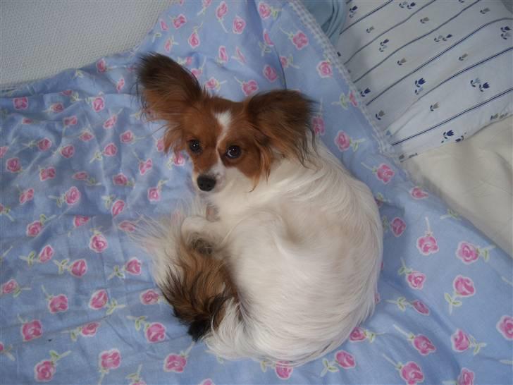 Papillon Spolum´s Wiktoria - Spolum´s Wiktoria billede 1