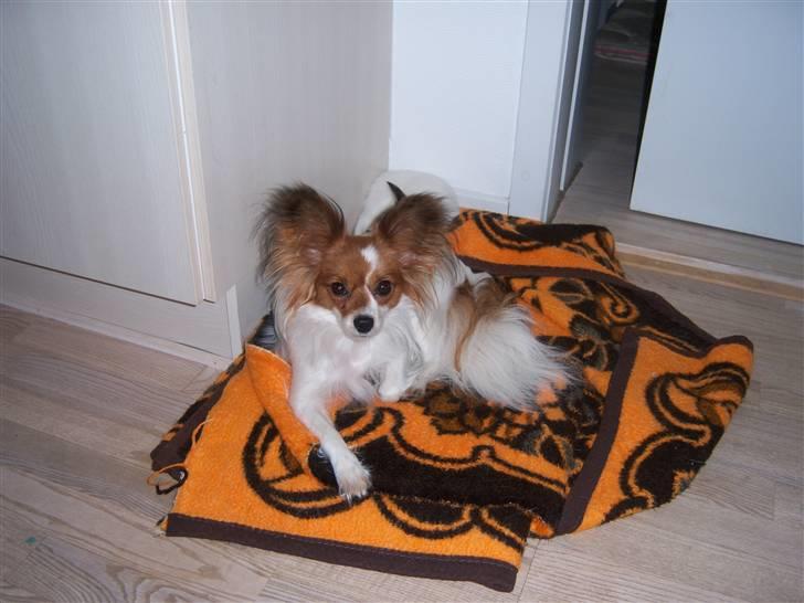 Papillon Spolum´s Wiktoria - En af yndlings steder hvor hun elsker at ligge  billede 2